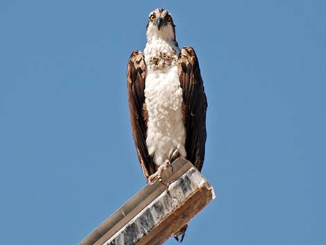 Osprey (Pandion haliaetus)