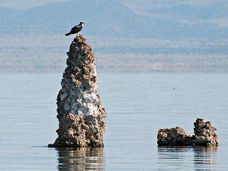 Osprey (Pandion haliaetus)