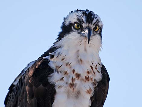 Osprey (Pandion haliaetus)