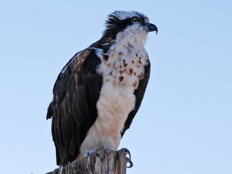 Osprey (Pandion haliaetus)