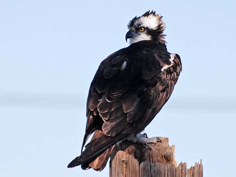 Osprey (Pandion haliaetus)