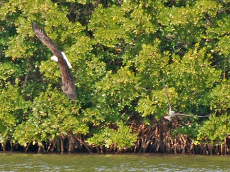 Osprey (Pandion haliaetus)