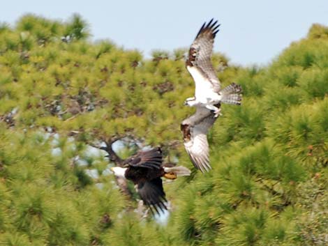 Bald Eagle (Haliaeetus leucocephalus)