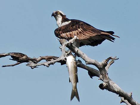 Osprey (Pandion haliaetus)