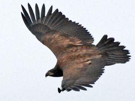 Bald Eagle (Haliaeetus leucocephalus)