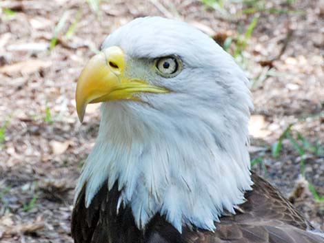 Bald Eagle (Haliaeetus leucocephalus)