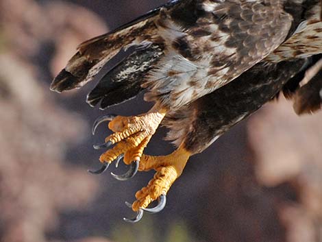 Bald Eagle (Haliaeetus leucocephalus)