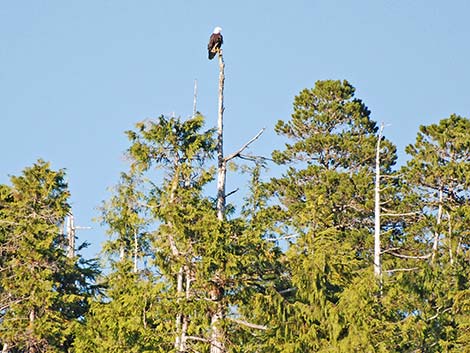 Bald Eagle (Haliaeetus leucocephalus)