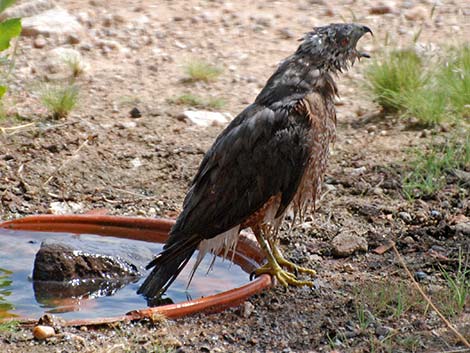 Cooper’s Hawk (Accipiter cooperii)