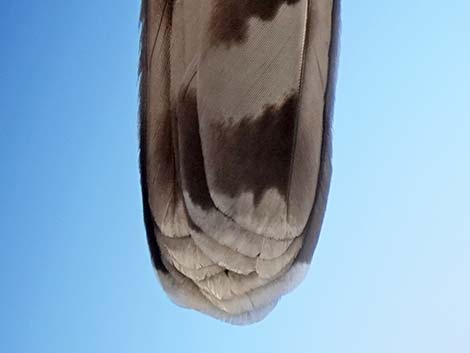 Cooper’s Hawk (Accipiter cooperii)