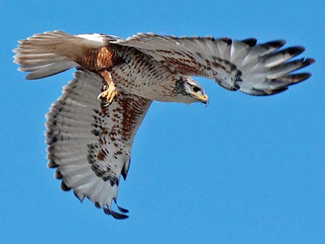 Ferruginous Hawk (Buteo regalis)