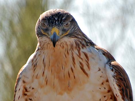 Ferruginous Hawk (Buteo regalis)