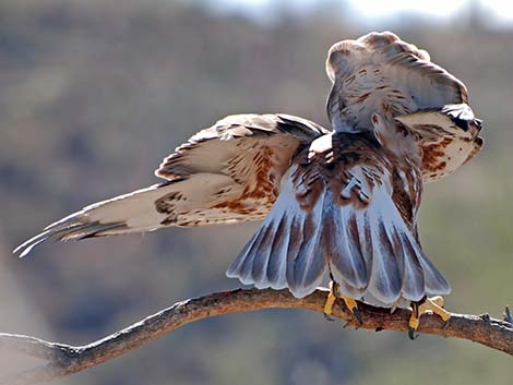 Ferruginous Hawk (Buteo regalis)