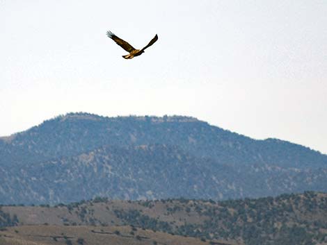 Golden Eagle (Aquila chrysaetos)