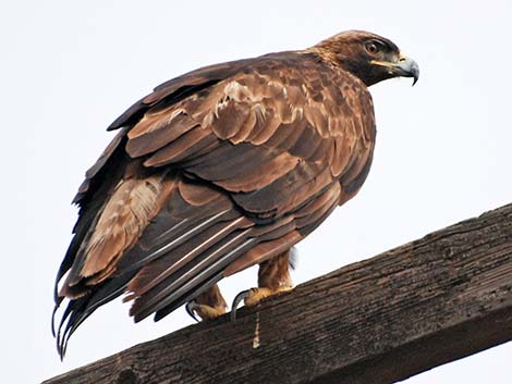 Golden Eagle (Aquila chrysaetos)