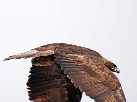 Golden Eagle (Aquila chrysaetos)