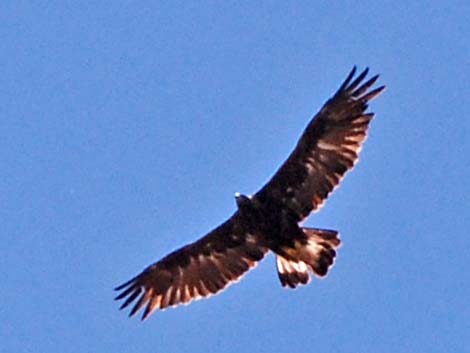 Golden Eagle (Aquila chrysaetos)