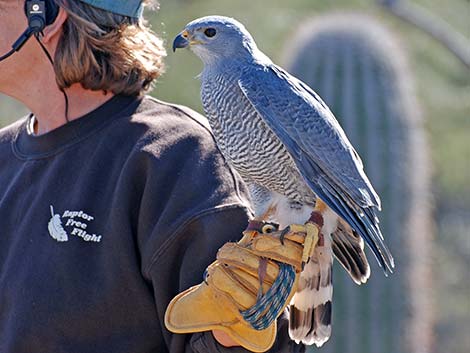 Gray Hawk (Buteo nitidus)