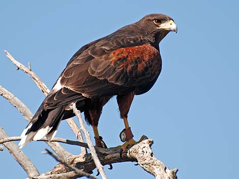 Harris' Hawk (Parabuteo unicinctus)