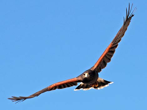 Harris' Hawk (Parabuteo unicinctus)