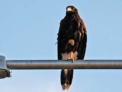 Harris' Hawk (Parabuteo unicinctus)