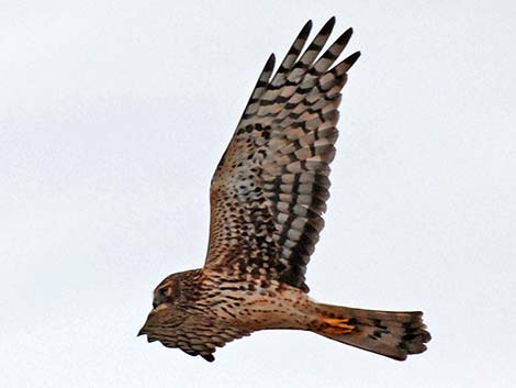 Northern Harrier (Circus cyaneus)