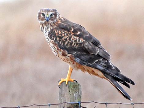 Northern Harrier (Circus cyaneus)