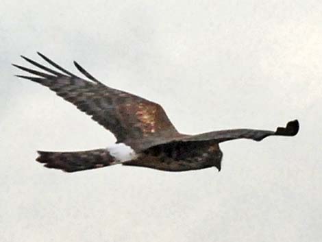 Northern Harrier (Circus cyaneus)