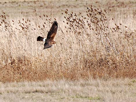 Northern Harrier (Circus cyaneus)