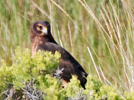 Northern Harrier (Circus cyaneus)