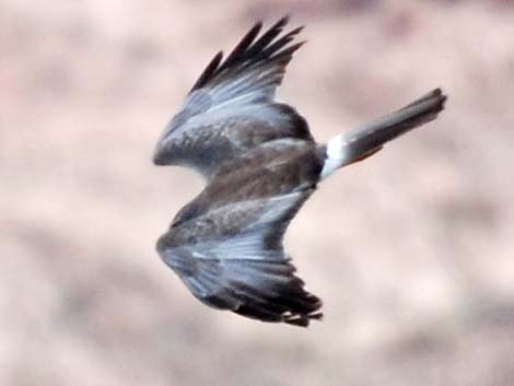 Northern Harrier (Circus cyaneus)