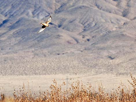 Northern Harrier (Circus cyaneus)