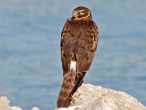 Northern Harrier (Circus cyaneus)