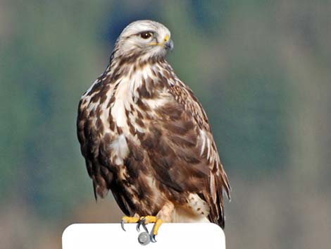 juvenile rough legged hawk