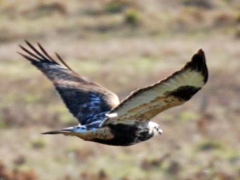 Rough-legged Hawk (Buteo lagopus)