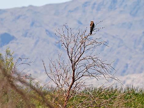 Red-shouldered Hawk (Buteo lineatus)