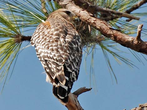 Red-shouldered Hawk (Buteo lineatus)