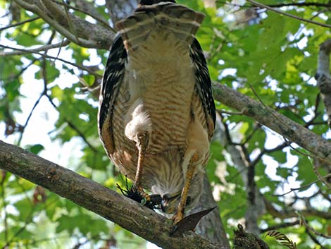 Red-shouldered Hawk (Buteo lineatus)