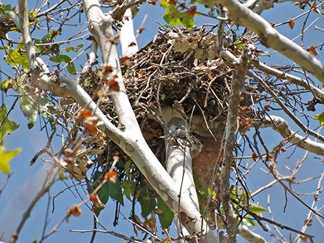 Red-shouldered Hawk (Buteo lineatus)