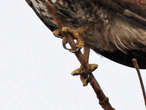 Red-tailed Hawk (Buteo jamaicensis)