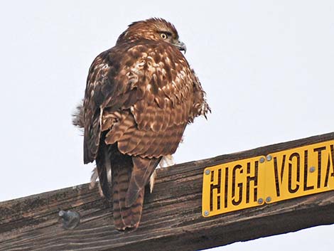 Red-tailed Hawk (Buteo jamaicensis)