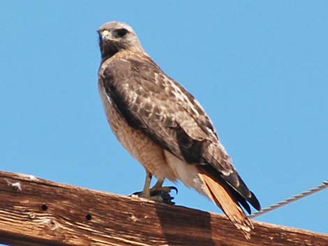 Red-tailed Hawk (Buteo jamaicensis)