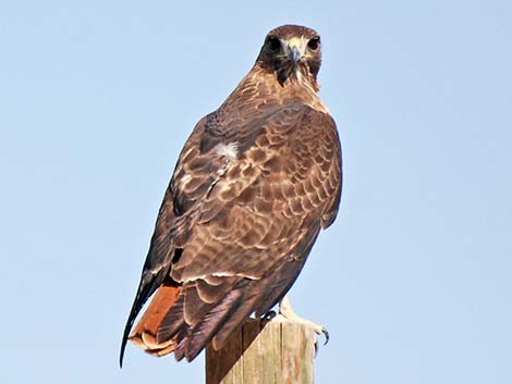 red-tailed hawk