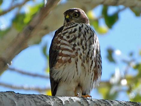 Sharp-shinned Hawk (Accipiter striatus)