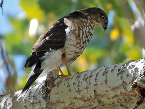 Sharp-shinned Hawk (Accipiter striatus)