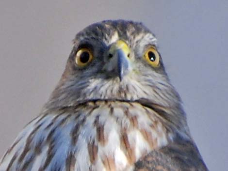 Sharp-shinned Hawk (Accipiter striatus)