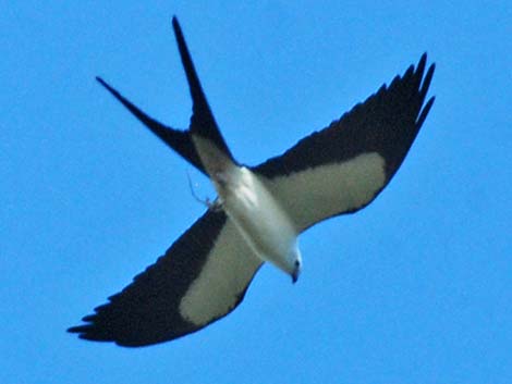 Swallow-tailed Kite (Elanoides forficatus)