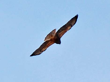 Swainson's Hawk (Buteo swainsoni)