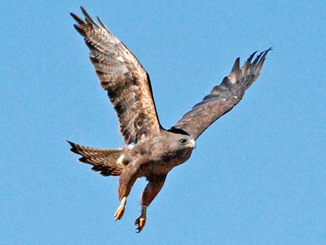 Swainson's Hawk (Buteo swainsoni)