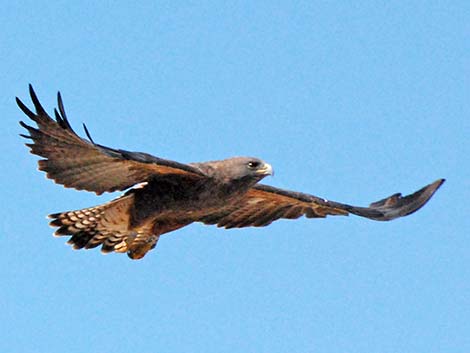 Swainson's Hawk (Buteo swainsoni)